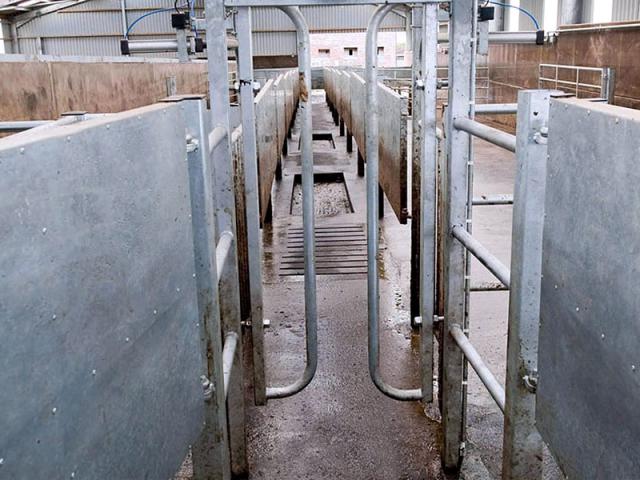 Cow Handling Segregation Gate 01