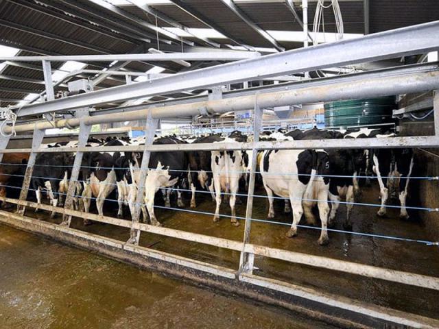Cow Handlin Backing Gate 01